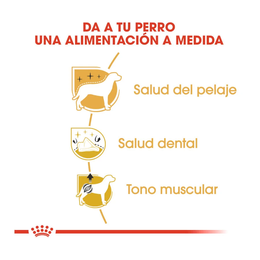 7.5 kg Royal Canin Adult Poodle pienso para perros, , large indicador imagen numero 6